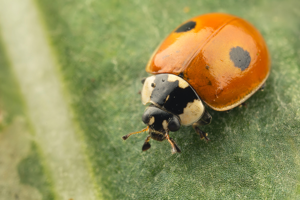 Two Spot Ladybird